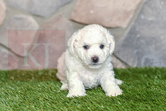 Edwin_M_0586_Bichon-1