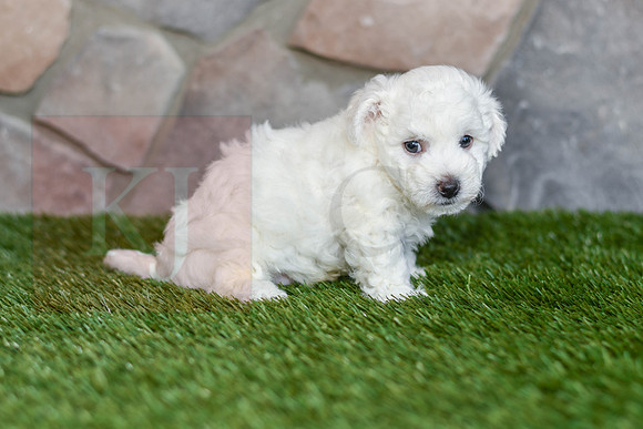 Edwin_M_0586_Bichon-2