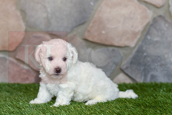 Edwin_M_0586_Bichon-3