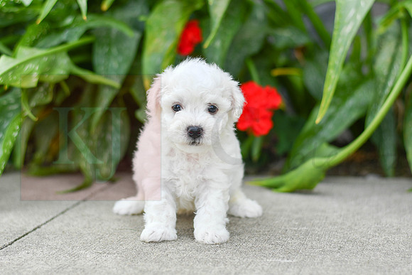 Ford_M_0587_Bichon-1