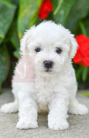 Ford_M_0587_Bichon-2