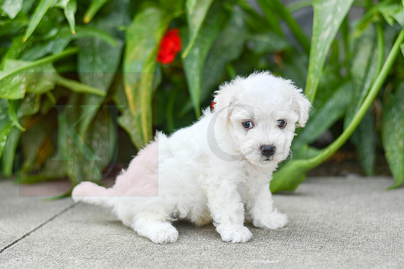 Ford_M_0587_Bichon-3