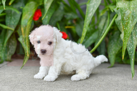 Ford_M_0587_Bichon-4