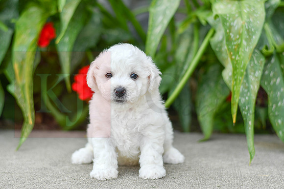 Franklin_M_0586_Bichon-1