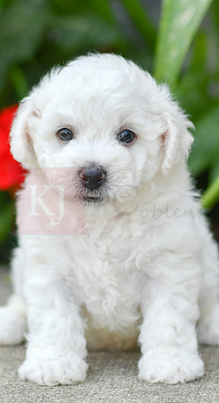 Franklin_M_0586_Bichon-2