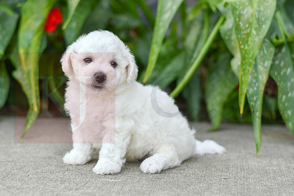 Franklin_M_0586_Bichon-3