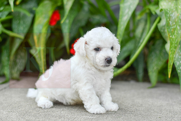 Franklin_M_0586_Bichon-4