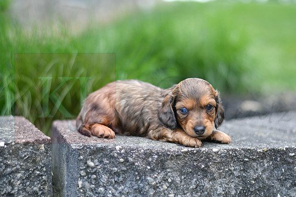 Earl_M_0550_mini dachshund, 11 45 52 AM