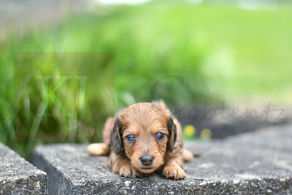 Ed_M_0551_mini dachshund, 11 46 17 AM