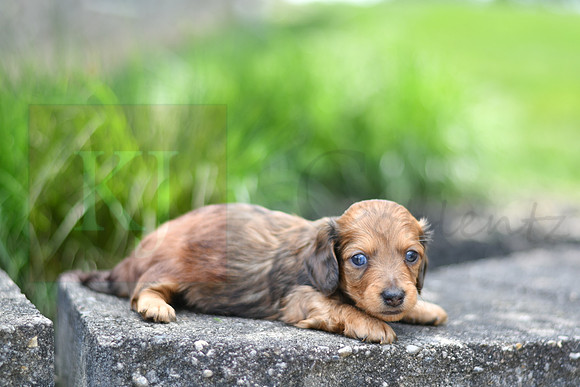 Ed_M_0551_mini dachshund, 11 46 55 AM