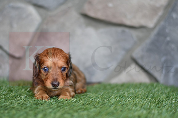 Ed_M_0551_mini dachshund, 11 53 38 AM