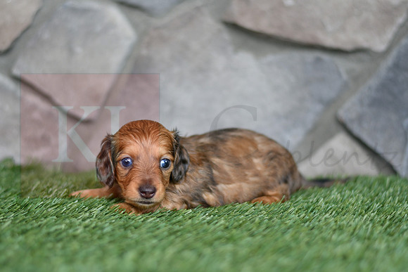 Ed_M_0551_mini dachshund, 11 53 52 AM