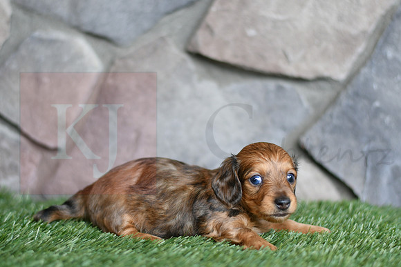Ed_M_0551_mini dachshund, 11 54 05 AM