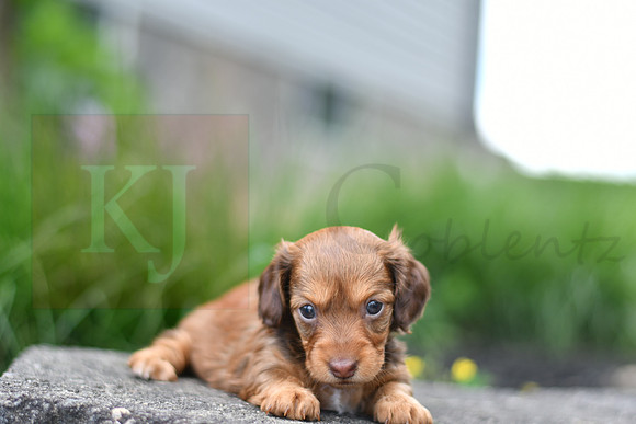 Emmie_F_0554_mini dachshund, 11 50 14 AM