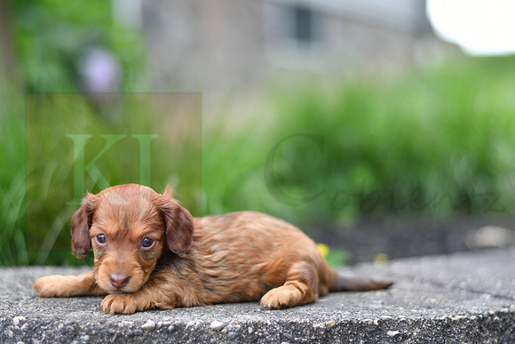 Emmie_F_0554_mini dachshund, 11 50 38 AM