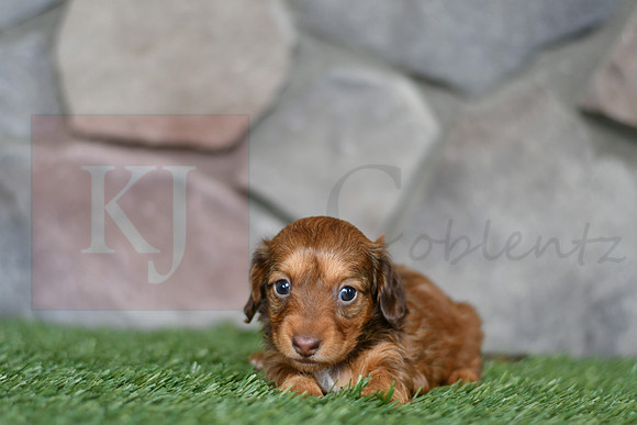 Emmie_F_0554_mini dachshund, 11 56 44 AM