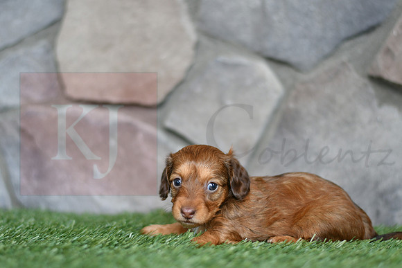 Emmie_F_0554_mini dachshund, 11 56 59 AM