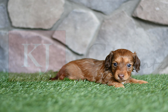 Emmie_F_0554_mini dachshund, 11 57 05 AM