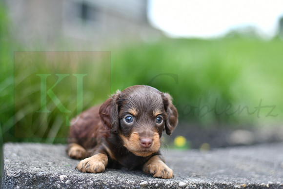 Eugene_M_0552_mini dachshund, 11 47 31 AM