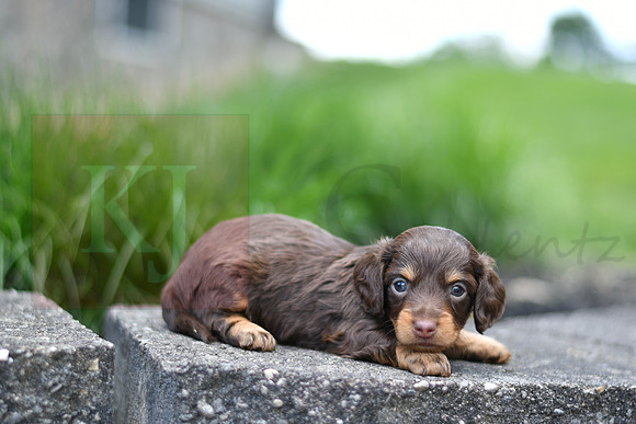 Eugene_M_0552_mini dachshund, 11 47 40 AM