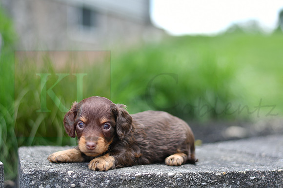 Eugene_M_0552_mini dachshund, 11 47 49 AM
