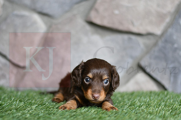 Eugene_M_0552_mini dachshund, 11 54 33 AM