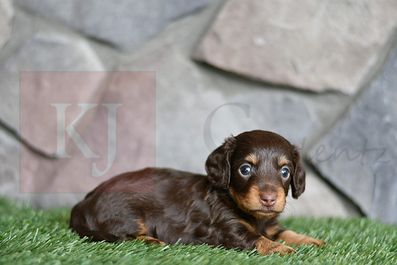 Eugene_M_0552_mini dachshund, 11 54 50 AM