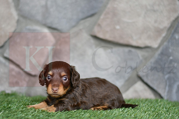 Eugene_M_0552_mini dachshund, 11 54 58 AM