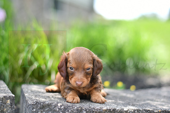Eve_F_0553_mini dachshund, 11 48 55 AM