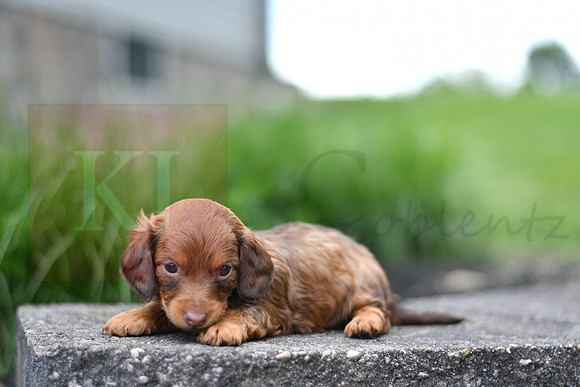 Eve_F_0553_mini dachshund, 11 49 22 AM