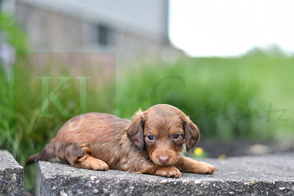 Eve_F_0553_mini dachshund, 11 49 39 AM
