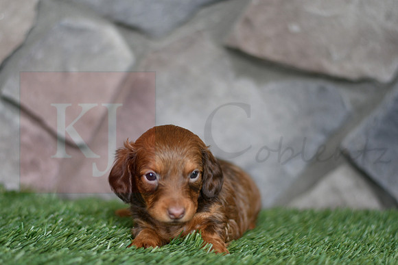 Eve_F_0553_mini dachshund, 11 55 27 AM