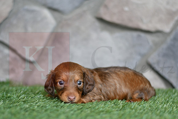 Eve_F_0553_mini dachshund, 11 56 07 AM