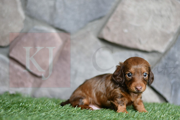 Eve_F_0553_mini dachshund, 11 56 25 AM