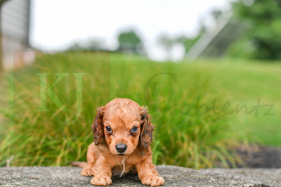 Rusty_M_6579_Mini Dachshund-5