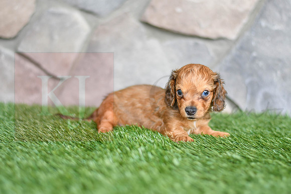 Rusty_M_6579_Mini Dachshund-3