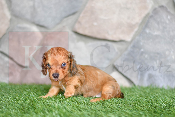 Rusty_M_6579_Mini Dachshund-4