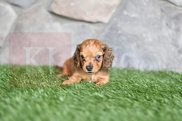 Rusty_M_6579_Mini Dachshund-1
