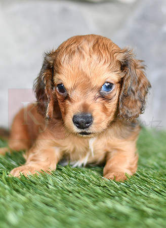 Rusty_M_6579_Mini Dachshund-2