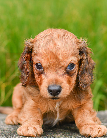 Rusty_M_6579_Mini Dachshund-6