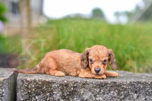 Rusty_M_6579_Mini Dachshund-7