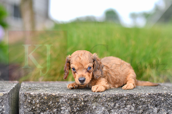 Rusty_M_6579_Mini Dachshund-8