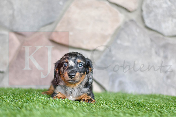 Hugo_M_0557_Mini Dachshund-1