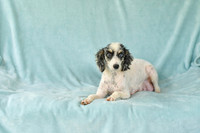 Kasey_F_15#_Poodle-1