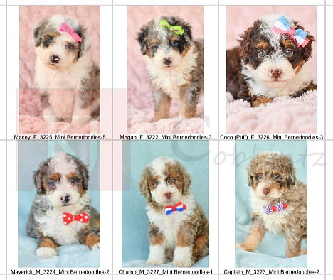 06.26.23 Mini Bernedoodles Litter Photo