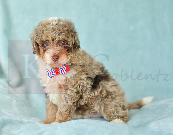 Captain_M_3223_Mini Bernedoodles-3