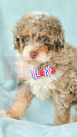 Captain_M_3223_Mini Bernedoodles-2