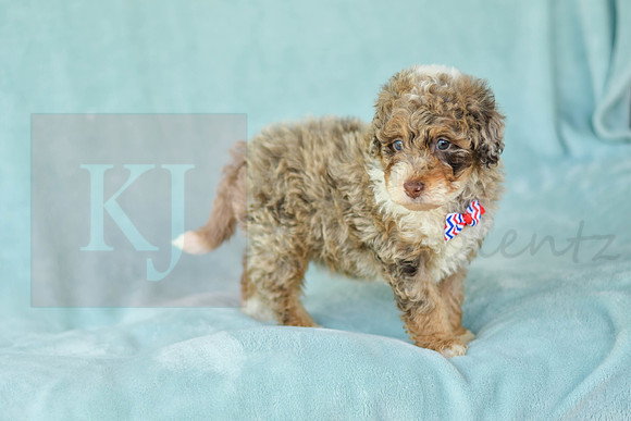 Captain_M_3223_Mini Bernedoodles-4