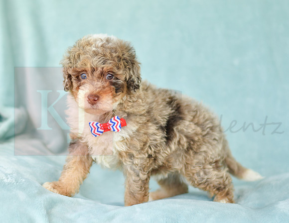 Captain_M_3223_Mini Bernedoodles-1