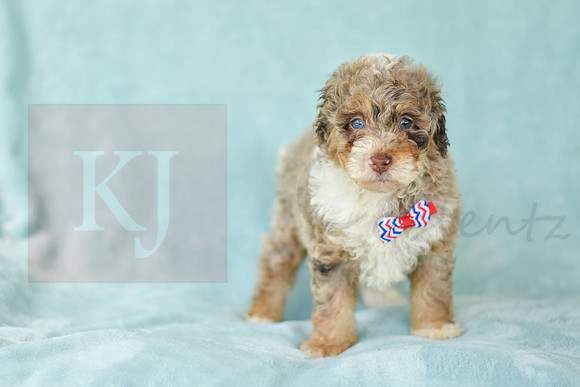 Captain_M_3223_Mini Bernedoodles-5